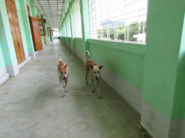 校内を歩く二匹の犬の写真