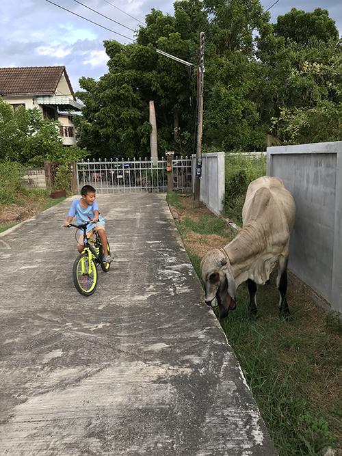 近所にいた牛と子供の写真